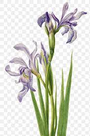Download Premium Png Of Rocky Mountain Iris Flower Png Botanical Iris Flowers Botanical Flowers Botanical Illustration
