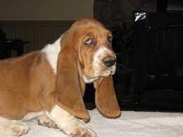 Interested in finding out more about the basset hound? Basset Hound Puppies In Georgia