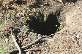 The holes don't have excavated dirt at the top, just like vole holes. Holes In The Lawn Home Garden Information Center