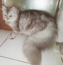 Check spelling or type a new query. Kucing Persia Super Long Hair Jantan Gemuk Lucu Sudah Vaksin Perlengkapan Hewan Makanan Hewan Di Carousell