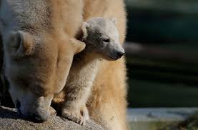 Pin On Polar Bears In And Out Of Zoos