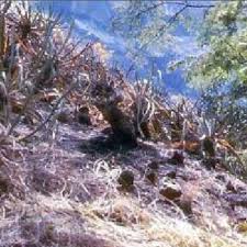 Image result for Cynanchum mulanjense