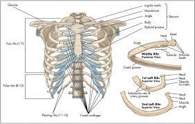 The human rib cage is made up of 12 paired rib bones; Surgical Anatomy Of The Chest Wall Thoracic Key