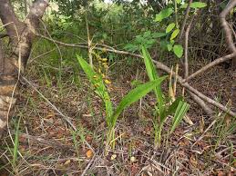 Image result for Eulophia alta