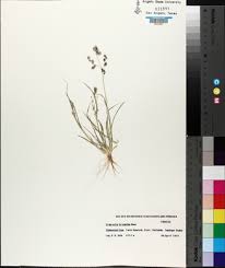 Image result for Eragrostis dinteri