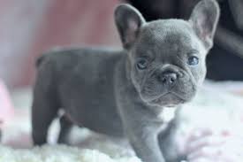 Akc purebred french bulldog puppies for sale with one year health guarantee 50% off now. French Bulldog Puppies For Sale Downtown Co 277192