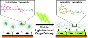 Barbara roufs age and family. Controlled Drug Release To Cancer Cells From Modular One Photon Visible Light Responsive Micellar System Chemical Communications Rsc Publishing