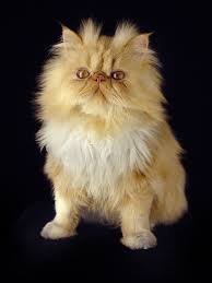 The male looks siamese and the female more persian. A Quick Guide To Male Cat Behavior Traits And Personality Cat Appy