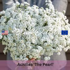 Image result for Achyrospermum ciliatum