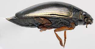 Whirligig Beetles Unique Water Skimmers That Can See Above And Below The Water Simultaneously Owlcation The whirligig beetles scientifically named gyrinidae is of the water beetle family, this beetle, normally swims on the water surface in an unperturbed manner. whirligig beetles unique water
