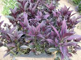 Image result for Strobilanthes