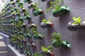 It's a great project for kids both in the classroom and at home. Awesome Vertical Garden With Recycled Pet Bottles At Poor Family Home In Sao Pa Bottle Garden Vertical Garden Pet Bottle