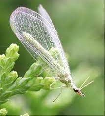 In view of this, it seems appropriate to end this discussion with an account of some factors. Biological Pest Control Wikipedia