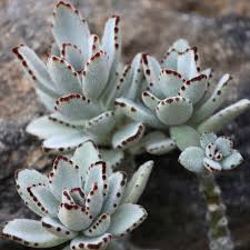 Panda Plant Kalanchoe Tomentosa Easy Succulent 2 5 Pot Walmart Com Succulents Bedroom Plants Planting Succulents