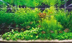 Aquariums are a lovely addition to any space, creating a lively focal point and a source of color and entertainment. How To Set Up A Dutch Style Aquascape Practical Fishkeeping