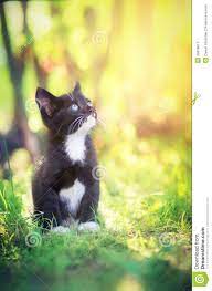 Kitten Bathed In Sunlight Stock Image Image Of Green 35678817
