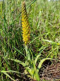 Image result for Disa woodii