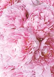 Download the perfect peony pictures. Peony Flower Color Facts The Meaning Of Peonies