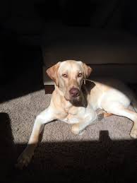 Golden Eyed Pure Bred Yellow Lab Labrador Retriever Animals Labrador