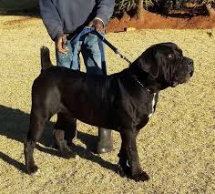 Boerboel Dog Breed Characteristics Appearance History