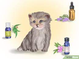 How To Deal With Fleas And Ticks With Newborn Kittens 11 Steps