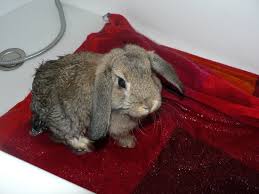 Hygiene Du Lapin La Dure Vie Du Lapin Urbain
