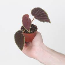 Image result for Begonia oxyloba