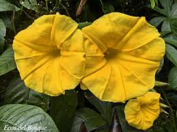 Image result for Merremia verecunda