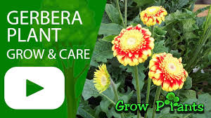 Image result for Gerbera piloselloides