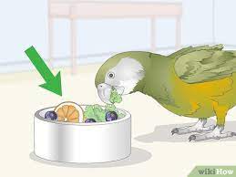How To Care For A Bird (With Pictures) - Wikihow