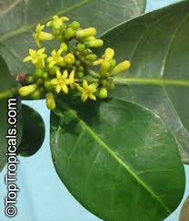 Image result for Psychotria capensis