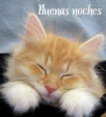 Imagenes Bonitas Para Desear Unas Buenas Noches Feliz Noche Dulces Suenos Gatos Gatos Bonitos Gato Durmiendo