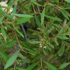 Image result for Catha edulis