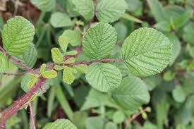 Image result for Rubus ellipticus