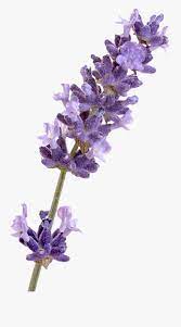 You can download free lavender png images with transparent backgrounds from the largest collection on pngtree. Transparent Lavender Flowers Png Free Transparent Clipart Clipartkey