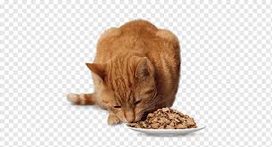 Biyik Avrupa Stenografi Kedi Kedi Mamasi Yerli Kisa Sacli Kedi Yavru Kedi Png Pngwing