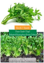 Tempat redup ini boleh di tepi rumah yang tidak terkena. Benih Seeds Daun Saderi Sup Alamsari Mini Garden Facebook