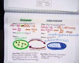 Science Classroom Life Science Photosynthesis And Cellular Respiration