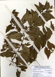 Image result for Olax gambecola