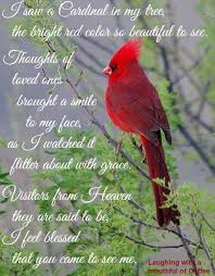 From A Cardinal Crossing Fb Post Grief Quotes First Love Sayings