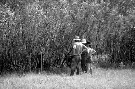 Image result for Clappertonia polyandra