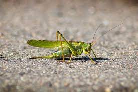 Can Dogs Eat Grasshoppers Explained Bulldogpapa