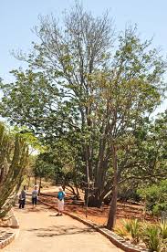 Image result for Khaya anthotheca