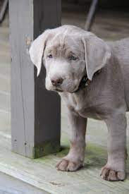 Dogs And Puppies Dog Questions Answered In This Article Find Out More At The Image Link Dogsandpuppies Lab Puppies Puppies Dogs And Puppies