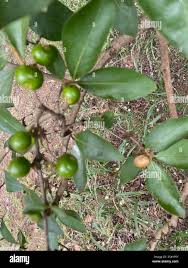 Image result for Vangueria esculenta