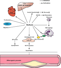 Due to their mechanism of action, sulfonylureas may cause hypoglycemia and require consistent food intake to decrease this risk. Metformin In Patients With And Without Diabetes A Paradigm Shift In Cardiovascular Disease Management Cardiovascular Diabetology Full Text