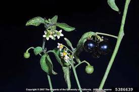 Image result for Solanum americanum