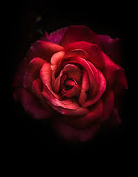 Black Background With Rose In Middle Pin On Beauty