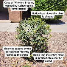 Image result for Sphaeropsis tumefaciens oleander symptoms