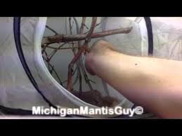 It belongs to the family empusidae, possibly the largest that mimics flowers. Idolomantis Diabolica Giant Devil Flower Mantis Youtube
